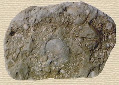 Sectie 5: Geologische achtergronden: - huisvandeaarde.nl