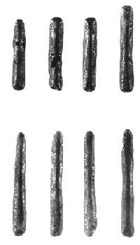 Eight of the silver bars from the treasure of Westerklief
